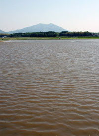 Amabiki rice field