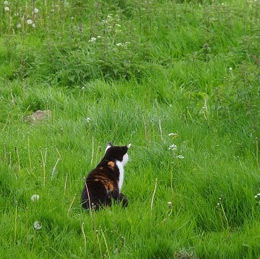 cat