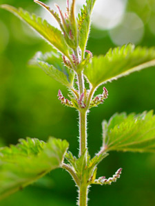 sting grass