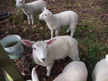 lambs