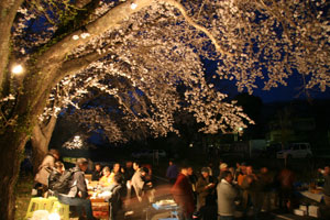 Amabiki-sakura