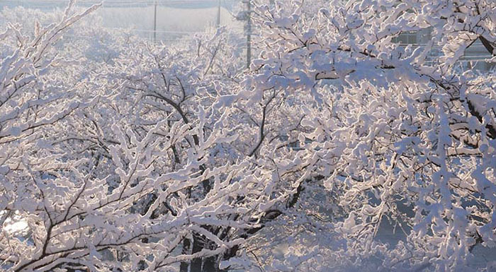 snow tree