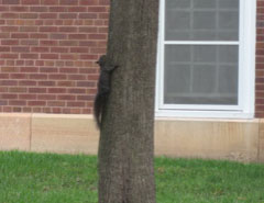 squirrel