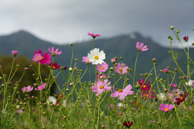 cosmos