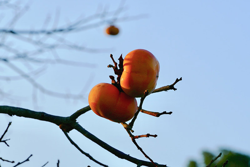 kaki