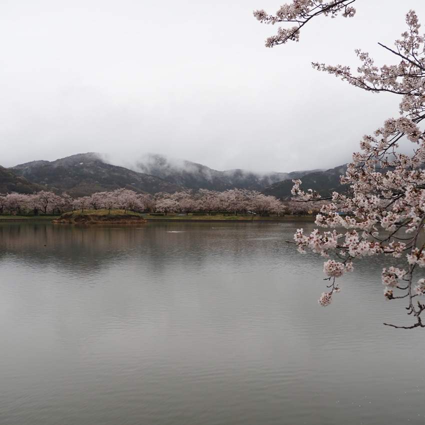 sakura