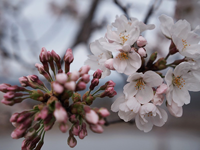 sakura