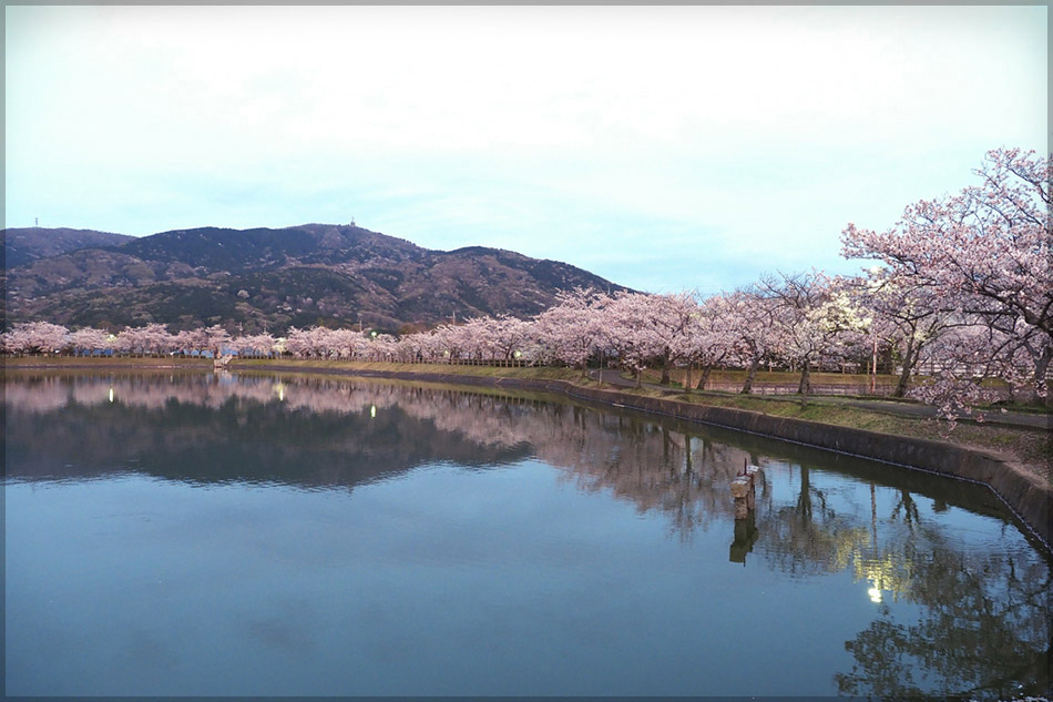 oike-sakura