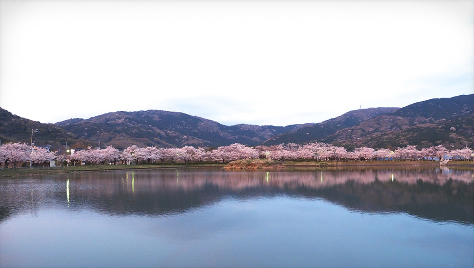 oike-sakura