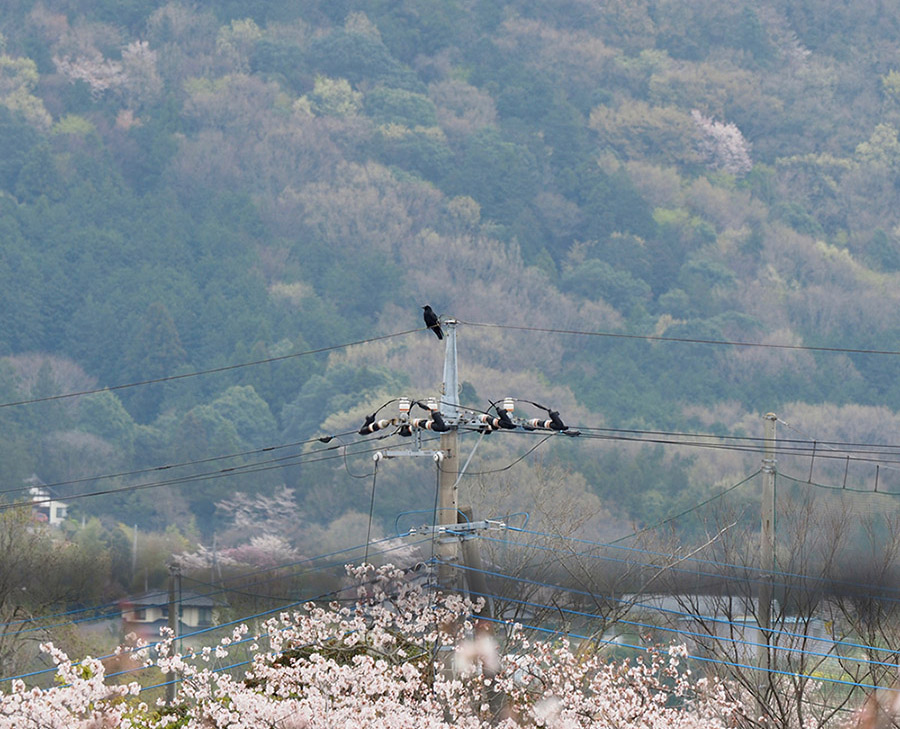 karasu