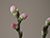 plum branch