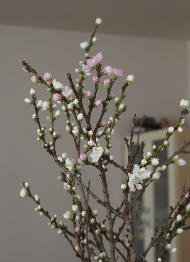 japanese plum-2