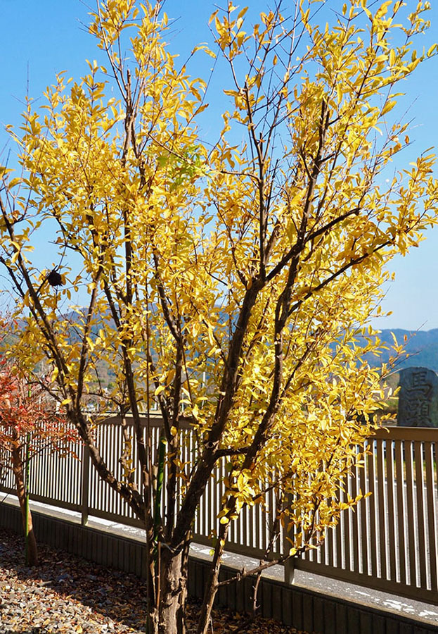 Takaki Koji tree