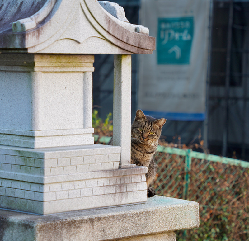 cat shrine