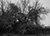 demopn tree