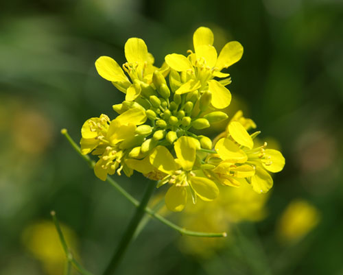 Amabiki in the spring