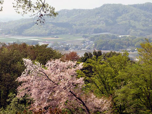 Amabiki in the spring