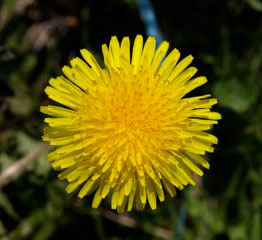 Amabiki in the spring