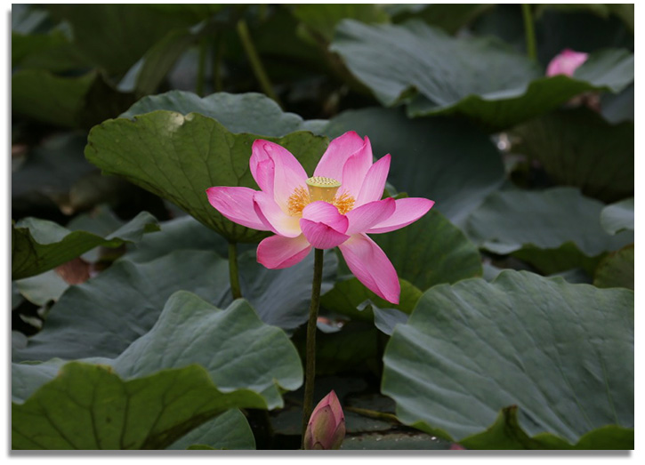 lotus flower