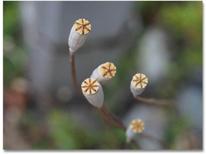 seed of poppies