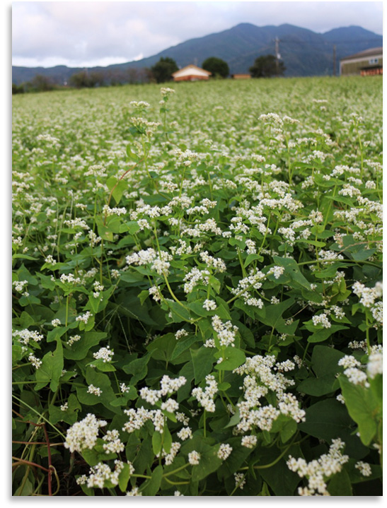 Soba field flower