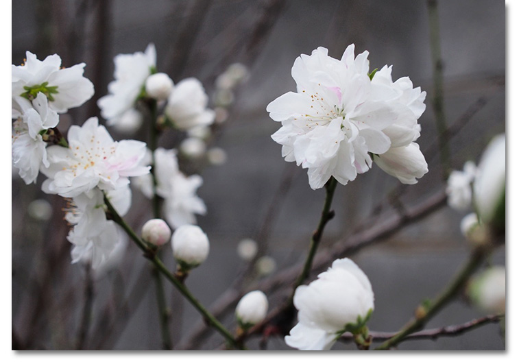 spring flower