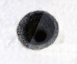 Crust Origin
