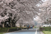 sakura