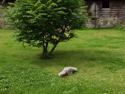 Stray cat in UK