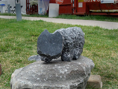 Stray cat in US