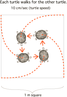 turtle walk-2