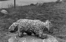 stray cat-2