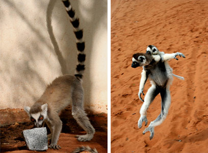 No.17 in Madagascar-3