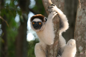 No.17 in Madagascar-4