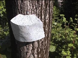 stone on the tree-2