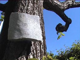 stone on the tree-1