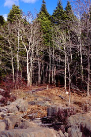 stone's location3