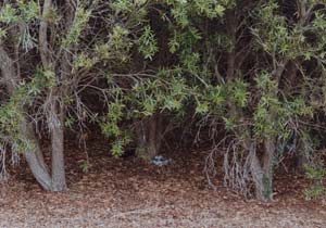 eucalyptus-1